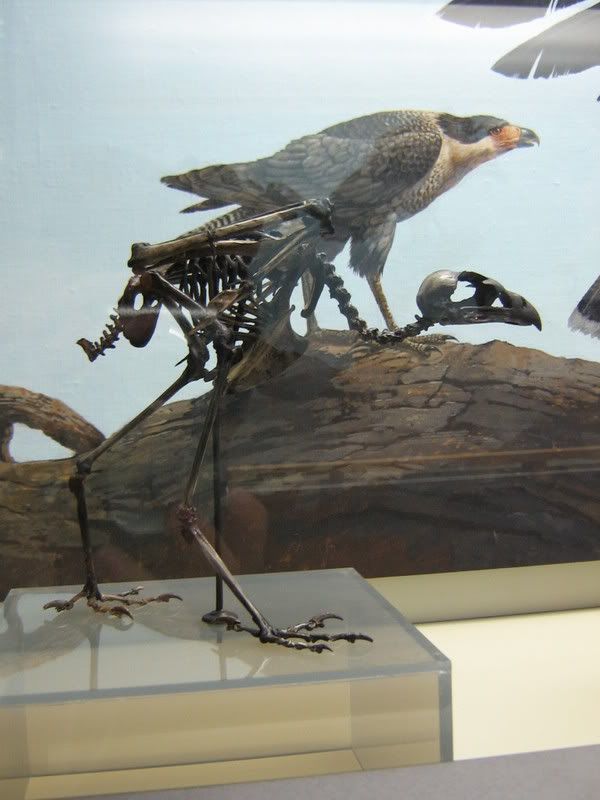 Hawk Skeleton Photo by crazypurplewaterbug | Photobucket